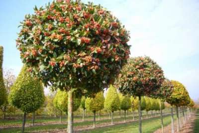 Штамбовые растения: 4 главных правила формирования и ухода Штамбовые растения: 4 главных правила формирования и ухода