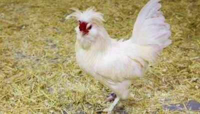 Породы кур: фото, названия и описание Породы кур: фото, названия и описание