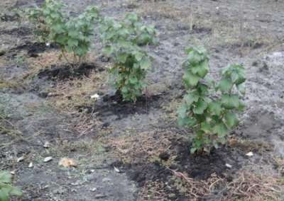 Когда сажать, обрезать и подкармливать смородину, почему сохнут, желтеют или краснеют листья смородины Когда сажать, обрезать и подкармливать смородину, почему сохнут, желтеют или краснеют листья смородины