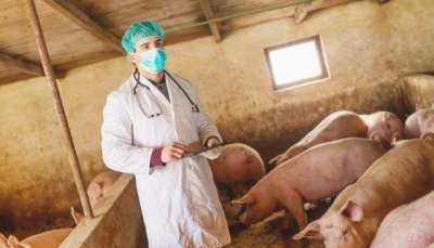 Болезни свиней: симптомы и лечение, признаки Болезни свиней: симптомы и лечение, признаки