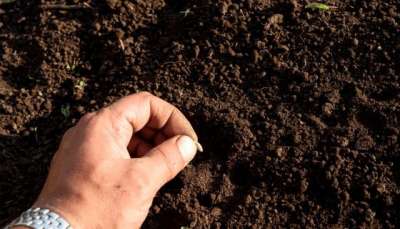 Посадка огурцов в июне, июле, августе Посадка огурцов в июне, июле, августе