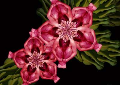 Самые красивые цветы: буйство красок и форм Самые красивые цветы: буйство красок и форм