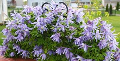 Княжик сибирский, альпийский, сорта для Подмосковья, посадка и уход, фото, видео Княжик сибирский, альпийский, сорта для Подмосковья, посадка и уход, фото, видео