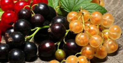 Сорта смородины для Подмосковья устойчивые к болезням и вредителям Сорта смородины для Подмосковья устойчивые к болезням и вредителям