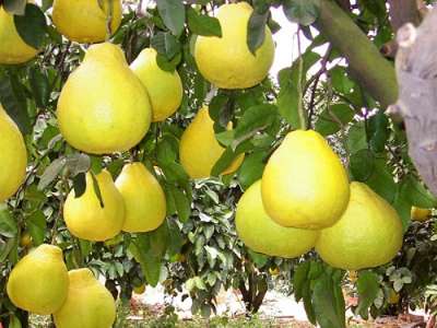 Как растет помело: описание и виды культуры, домашнее выращивание, видео Как растет помело: описание и виды культуры, домашнее выращивание, видео