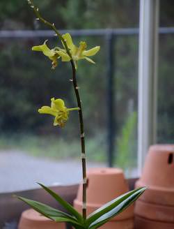 Перестала цвести орхидея: что делать дальше Перестала цвести орхидея: что делать дальше