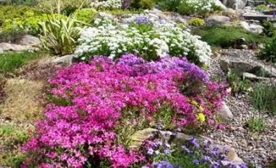 Почвопокровные многолетние цветы для вашего сада Почвопокровные многолетние цветы для вашего сада